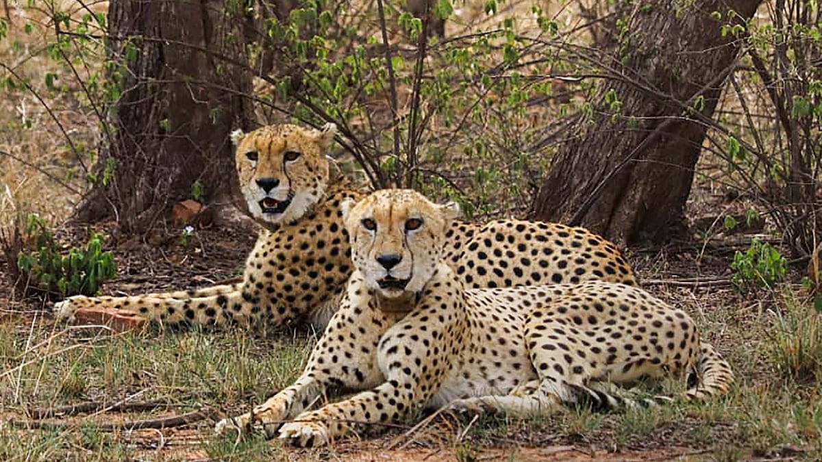 Cheetahs at Kuno National Park 