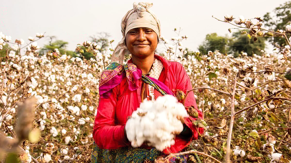 Low yields and high-cost technology aggravated farmers’ distress after BT cotton entered India