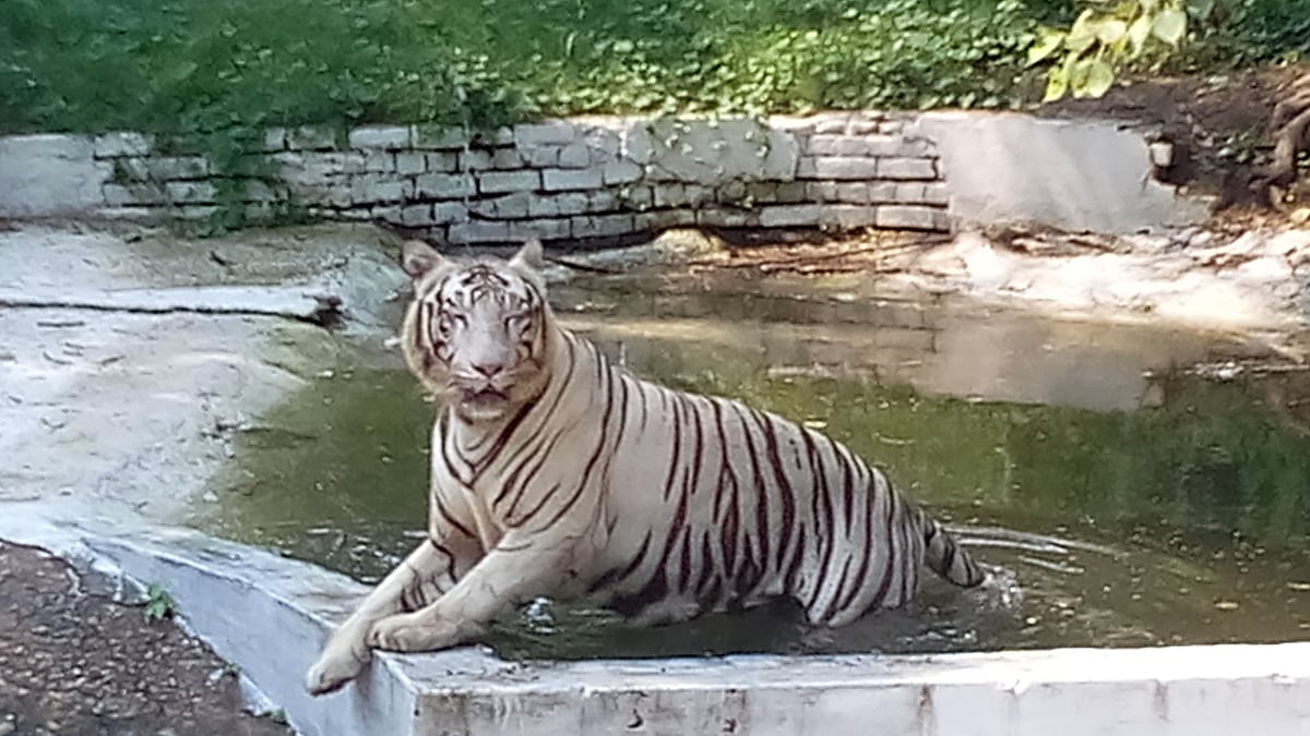 White tiger in the pond of national Delhi's Zoological Park.  