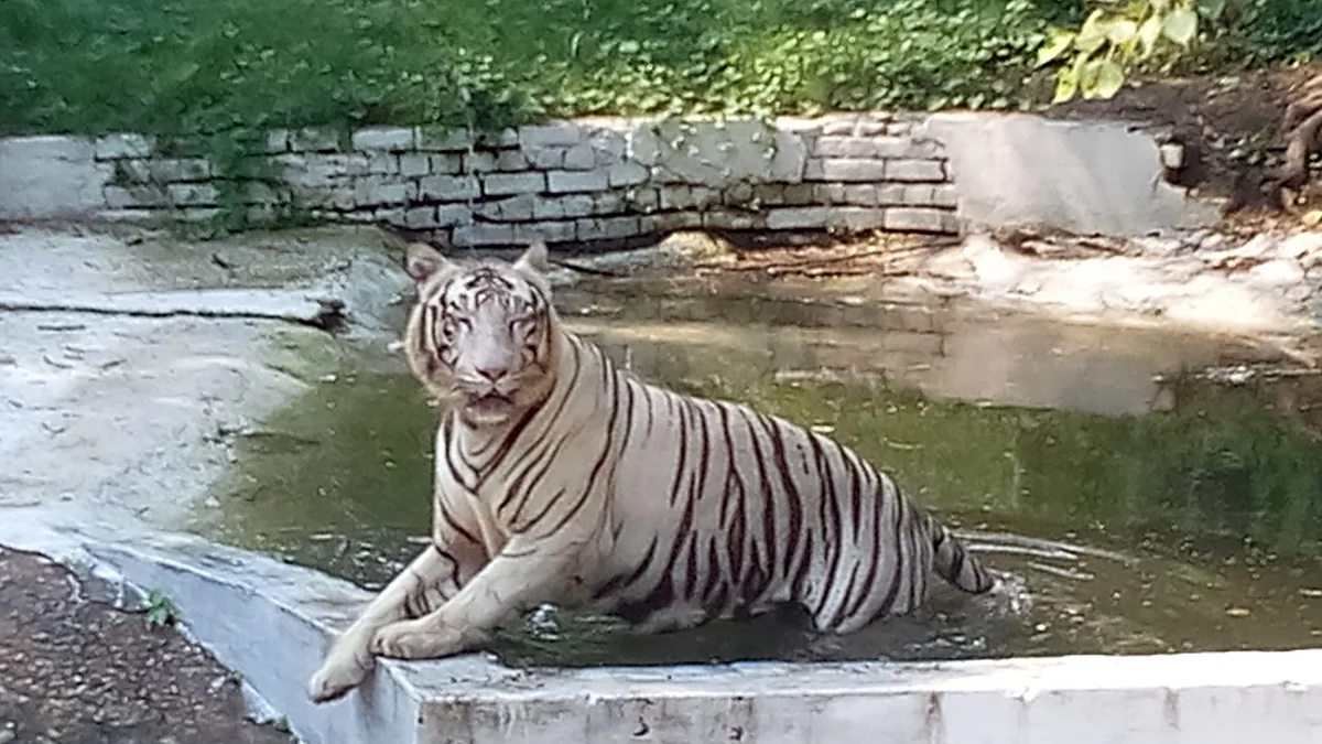 White tiger in the pond of national Delhi's Zoological Park.  