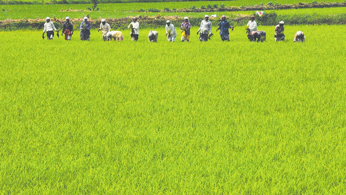 Paddy cultivation in Chittur, Kerala