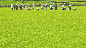 Paddy cultivation in Chittur, Kerala