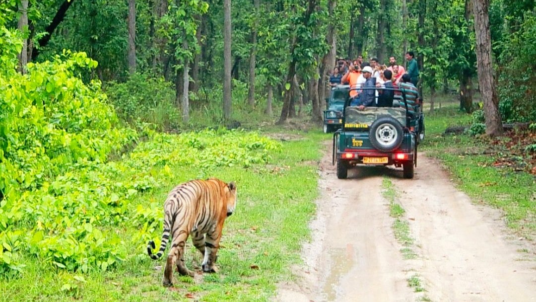 A file photo of Bandipur tiger reserve