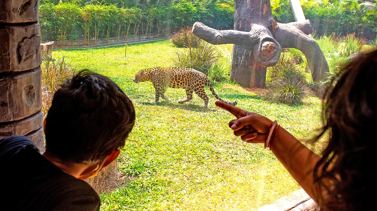 When fat cats get favoured over big cats