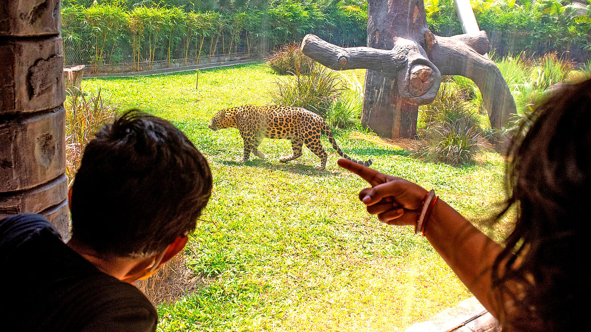 Maharashtra recorded 40 leopard deaths between January and April 2025