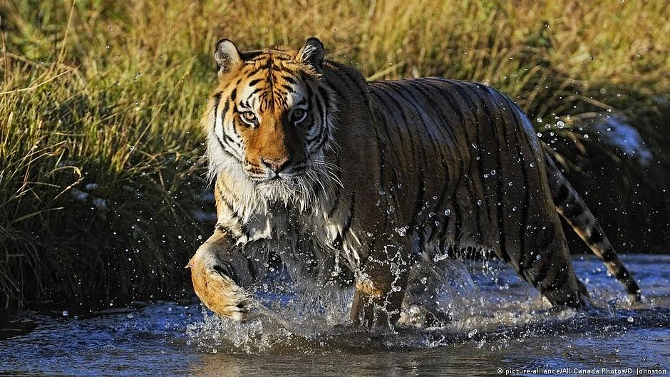 298 tigers have died in Maharashtra over the past 12 years.
