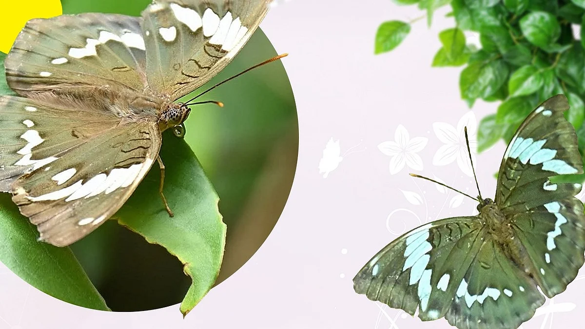 Detailed examination of wing patterns and anatomical characteristics confirmed it as a distinct species.