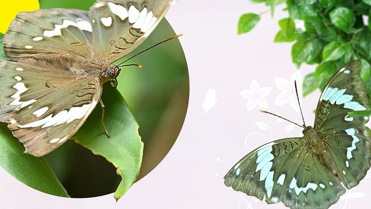 'Osbeckia Zubeengargiana': New butterfly species in Arunachal named after singer Zubeen Garg