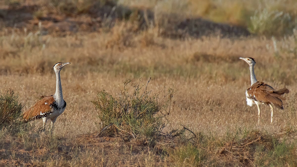 Jairam Ramesh cites 2010 letter, questions PM Modi's credit for GIB conservation initiative