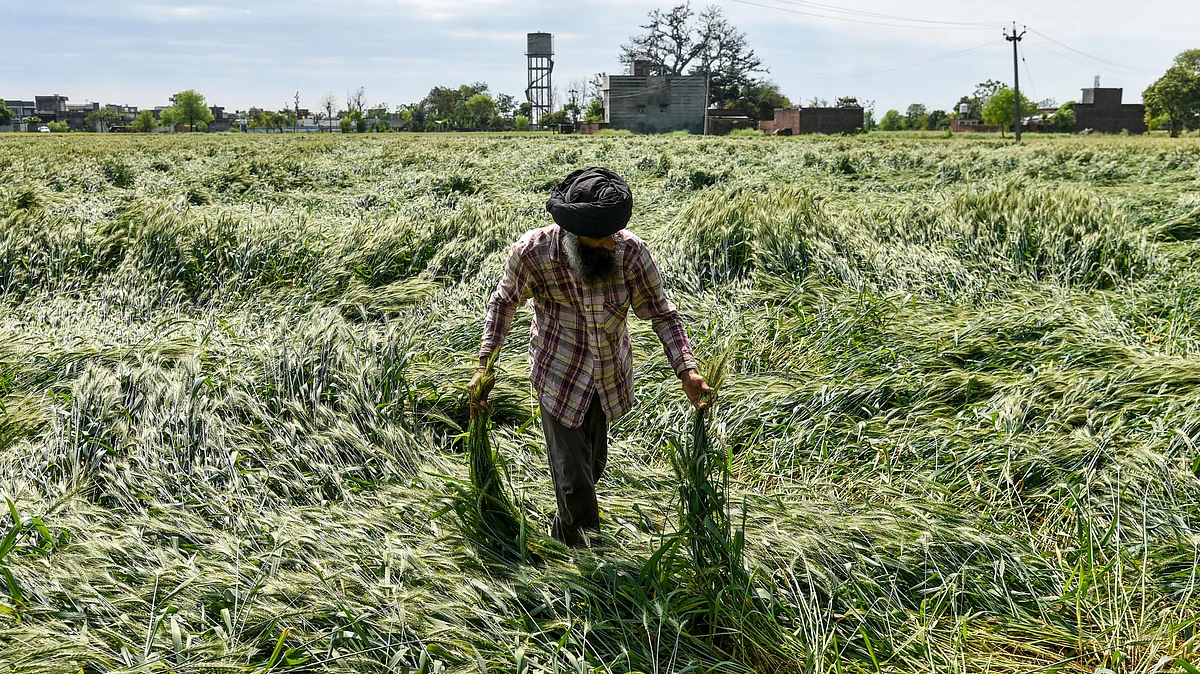 A farmer surveys his storm-ravaged crops