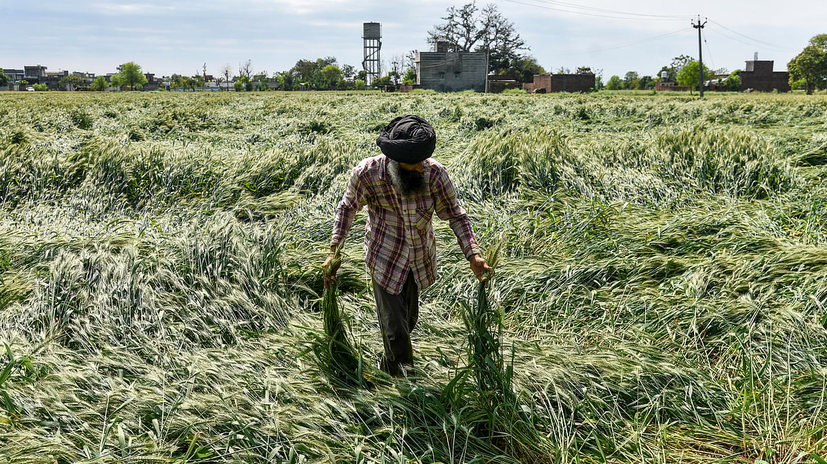 A farmer surveys his storm-ravaged crops