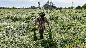 A farmer surveys his storm-ravaged crops