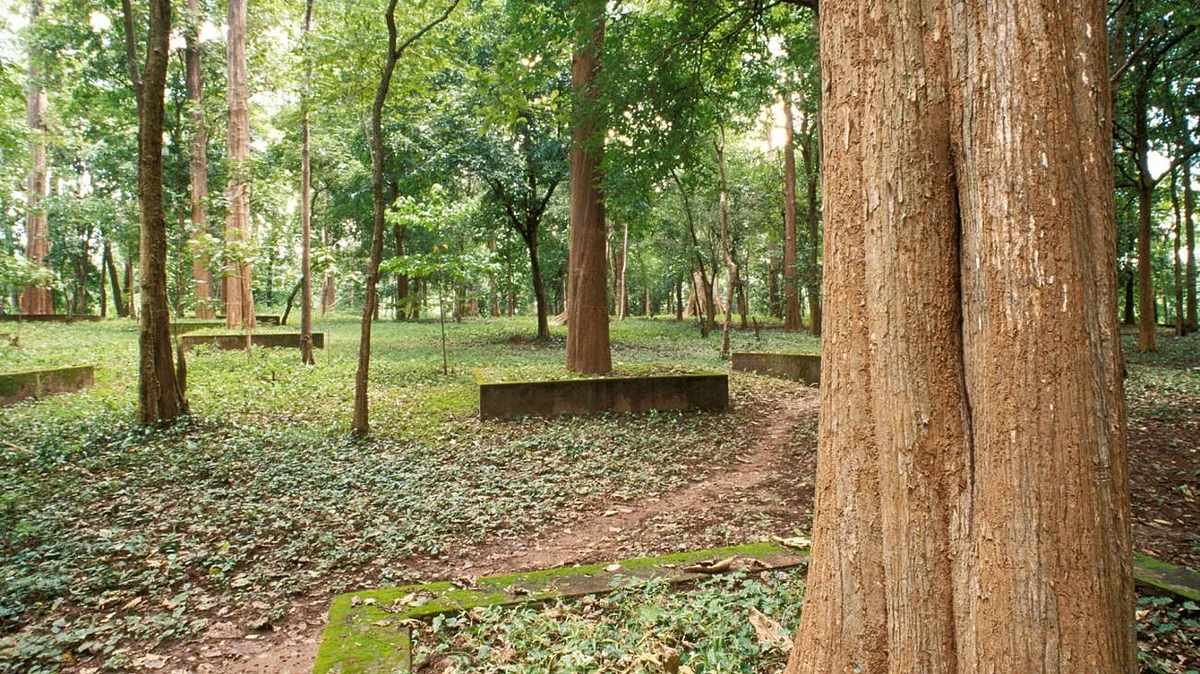 Representative image of a teak plantation