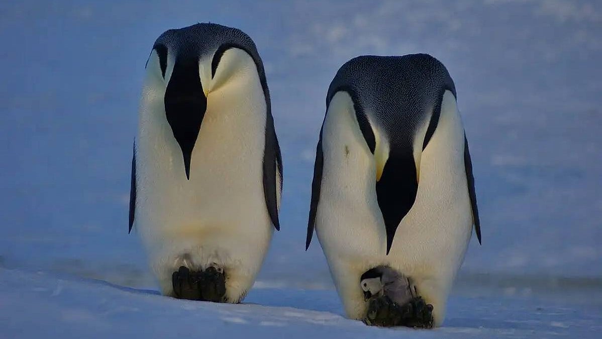 Emperor penguin, Antarctic fur seal now officially endangered: IUCN Red List