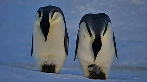 IUCN officials said the findings should prompt urgent global action