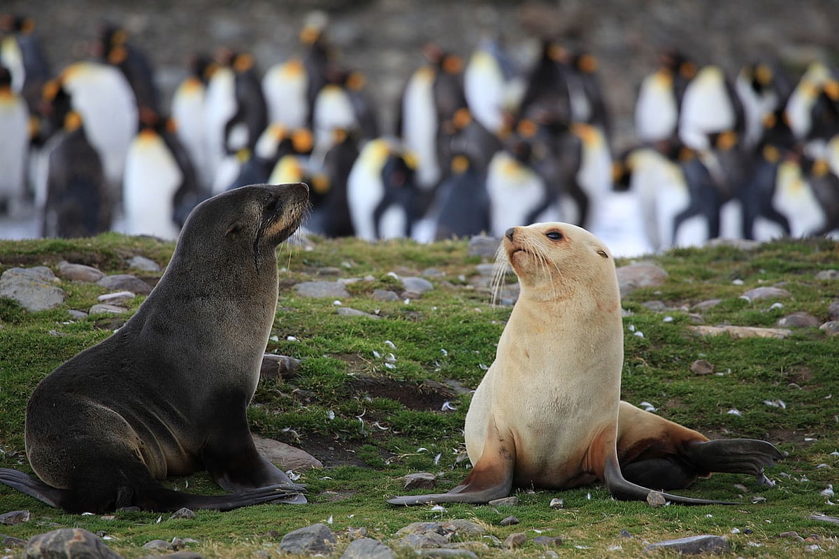 Antarctic fur seal
