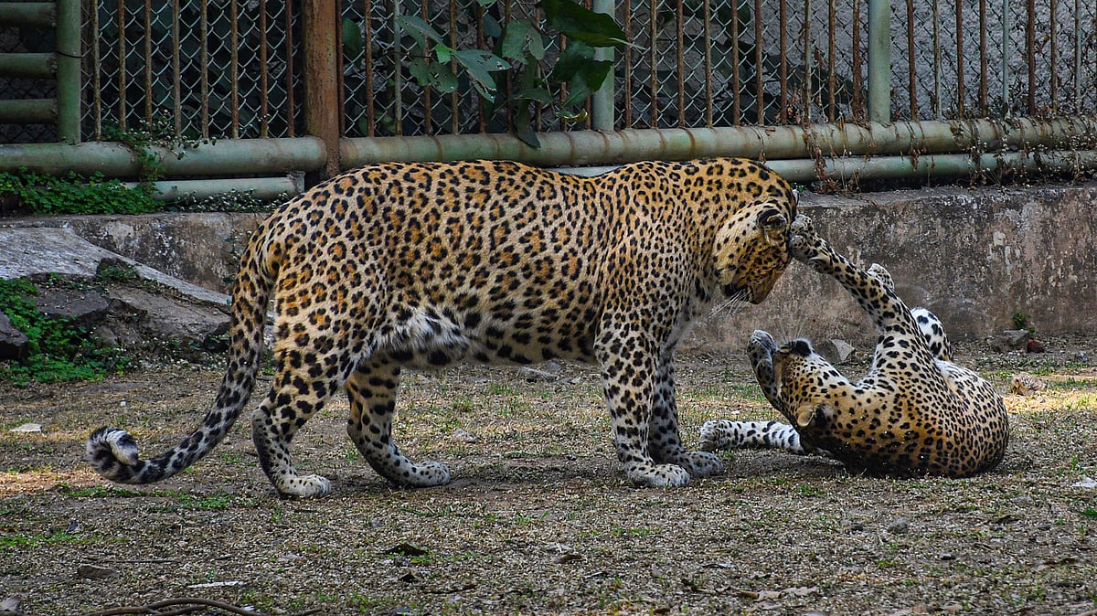Leopards in a Madhya Pradesh zoo 