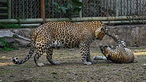 Leopards in a Madhya Pradesh zoo