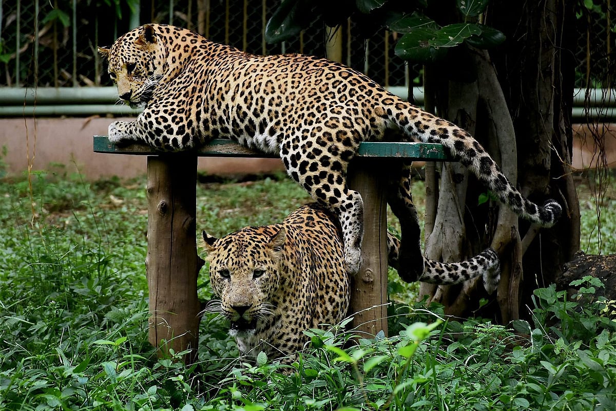 Leopards in a Madhya Pradesh zoo