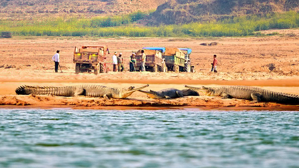 How long can these gharials survive the sand mining in their habitat?