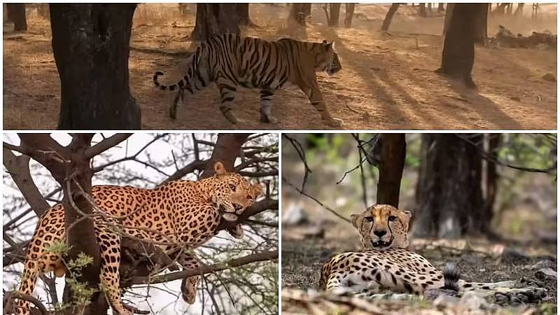 Tiger and cheetah spotted together in rare sighting at Ranthambore