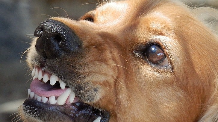 Over 60 injured as stray dog attacks guests at UP wedding venue