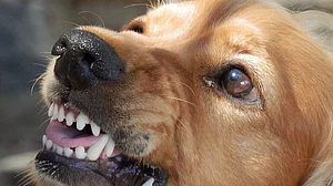 Several attendees, including women and children, sustained injuries in the chaos.