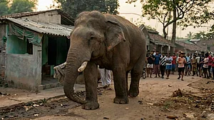 Eyewitnesses say the elephant did not display any aggression.