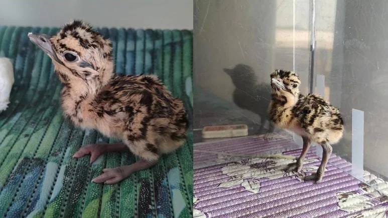 Great Indian Bustard chick born in Gujarat after decade goes missing, predation feared