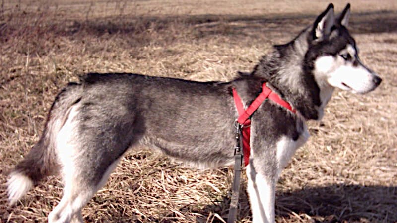 Siberian Husky dogs 