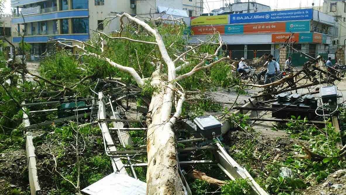 Trees uprooted in a storm that lashed several districts of Bihar.