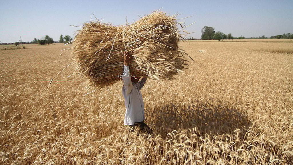 MP Wheat MSP Delay Triggers Massive Farmer Protest Alert