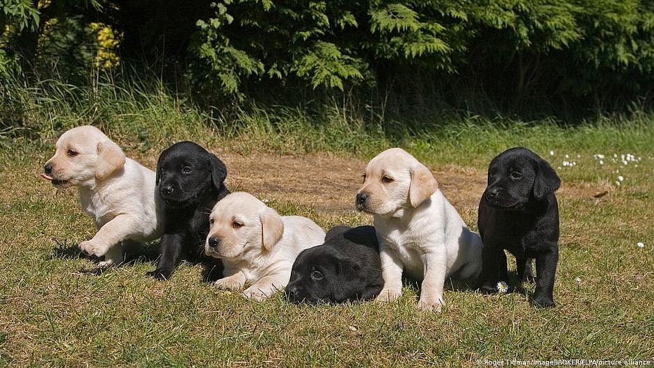 Chennai Pet License Rules Now Mandatory To Avoid Fines