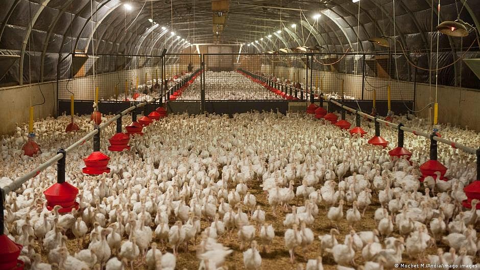 Bird Flu Alert in Bilaspur as 4400 Chickens Die at Koni Farm