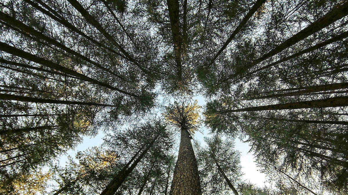 New Himalayan Tree Cover Data Reveals Dangerous Decline