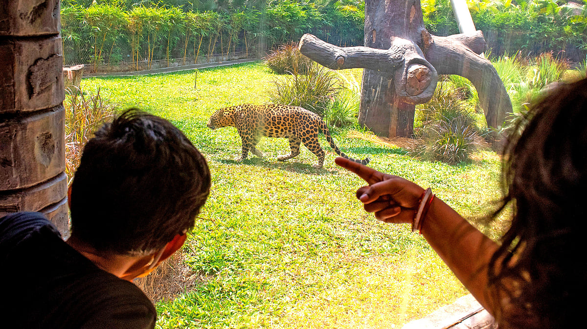 Maharashtra Leopard Transfer To Vantara Sparks Major Alarms