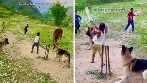 Dogs joined a children's cricket match in the hills, impressing the internet with fielding.