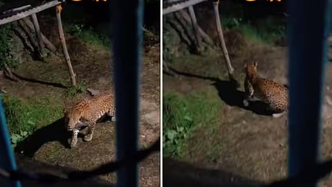 A leopard spotted below a house in Uttarakhand fled after the resident shouted at it.