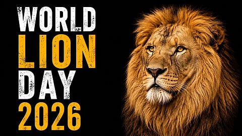 World lion day 2026 asiatic lions gir national park conservation