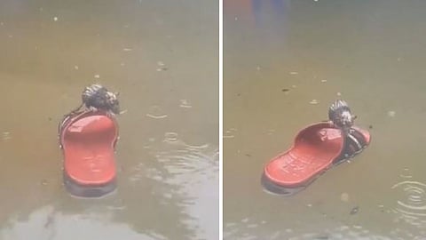 A rat crossing floodwater on a floating slipper has gone viral on social media.