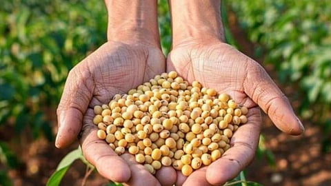 yavatmal soybean seeds complaints 13 companies cases