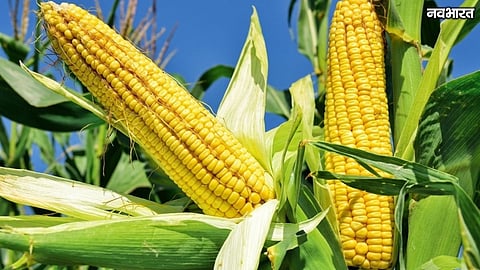 Nashik Maize Production