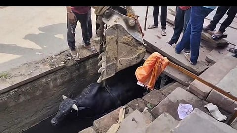 Mathura Nandi Falls into Open Drain Ahead of Janmashtami, Civic Safety Under Question