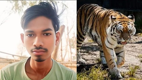 Chandrapur Tiger Attack Sindewahi Moheli Forest Range