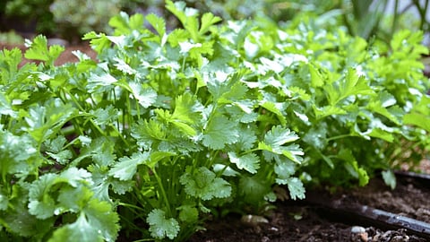 ballarpur coriander farmers low price crop loss