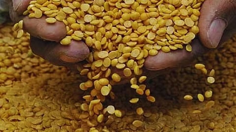 washim tur dal price rise crosses 8000 per quintal
