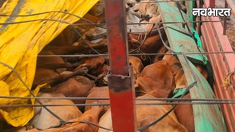 Gadchiroli Cattle Smuggling Illegal Cattle Transport