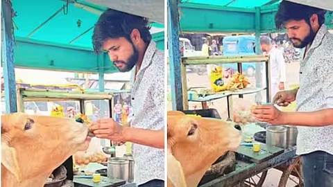 A video of a cow enjoying golgappas at a street cart has gone viral on social media.