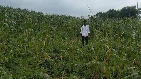 wardha wildlife crop damage 18670 cases farmers