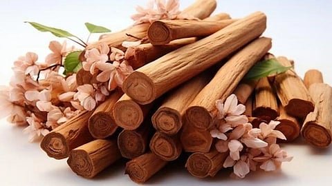 Sandalwood chandan in hindu rituals religious spiritual importance RRS05